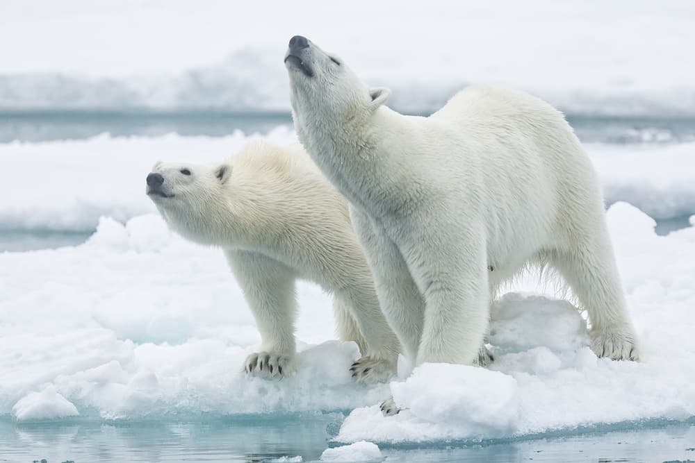 Arctic Bears Sniffing Air by Joan Gil Raga — canvas wall art