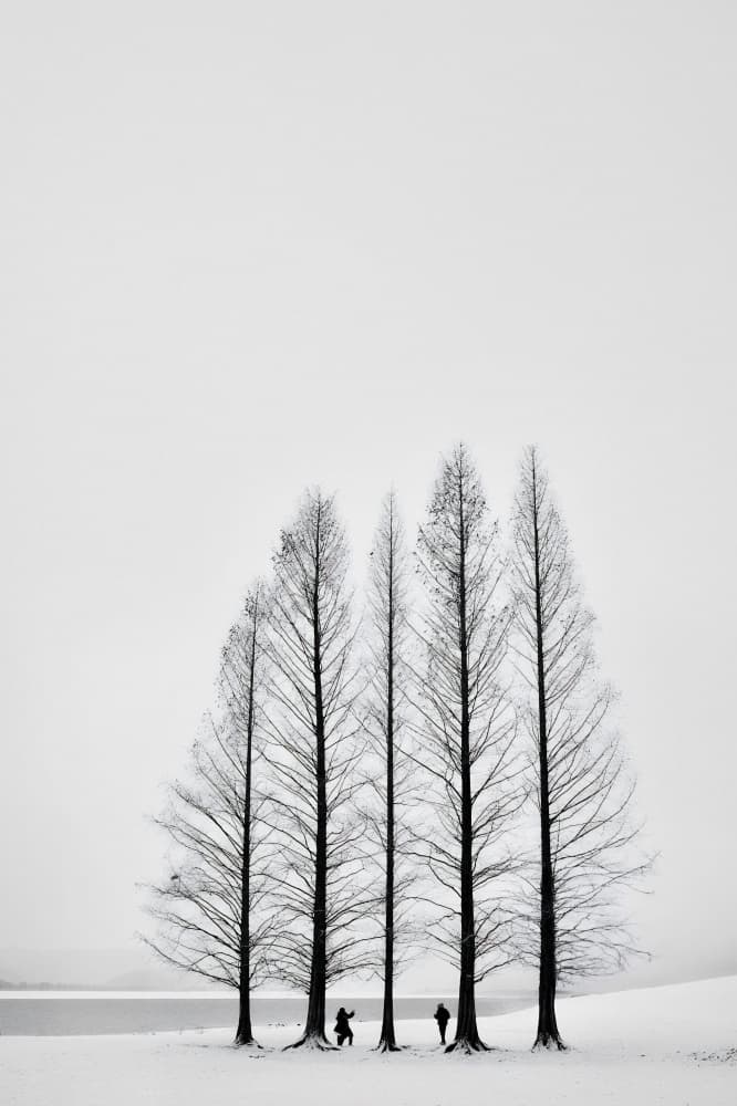 Five Bare Trees Snow by Parole Kim — canvas wall art