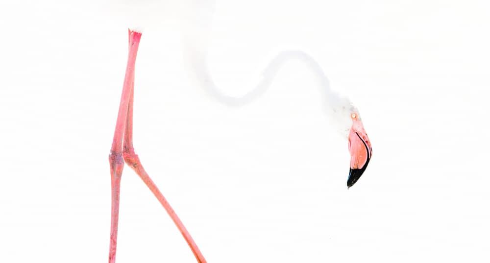 Graceful Pink Flamingo by Rob Blanken — canvas wall art