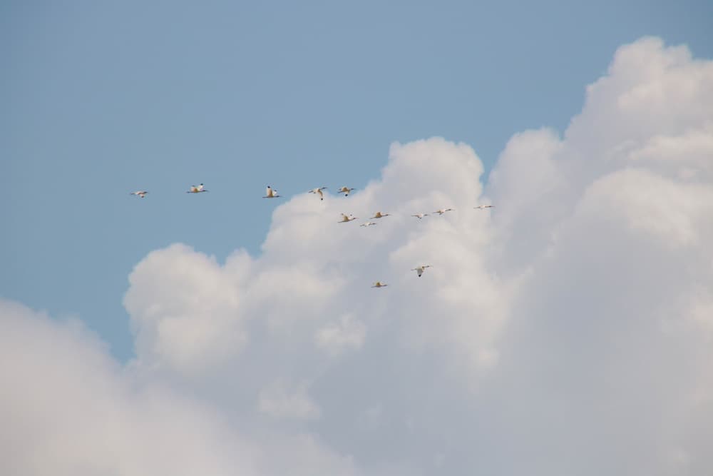 Birds Soaring Through Clouds by Anke Sol — canvas wall art
