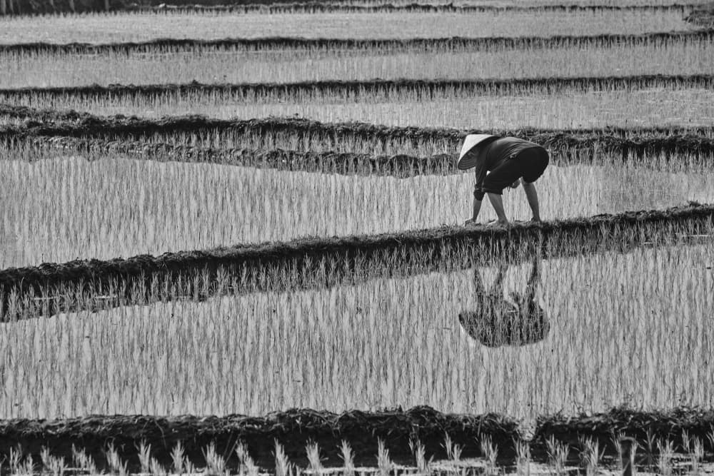 Asian Farmer's Reflection by Avital Hershkovitz — canvas wall art