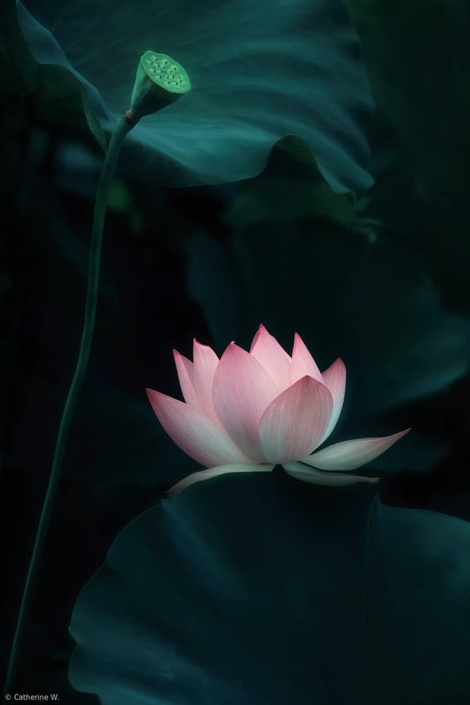 Serene Pink Lotus by Catherine Wang — canvas wall art