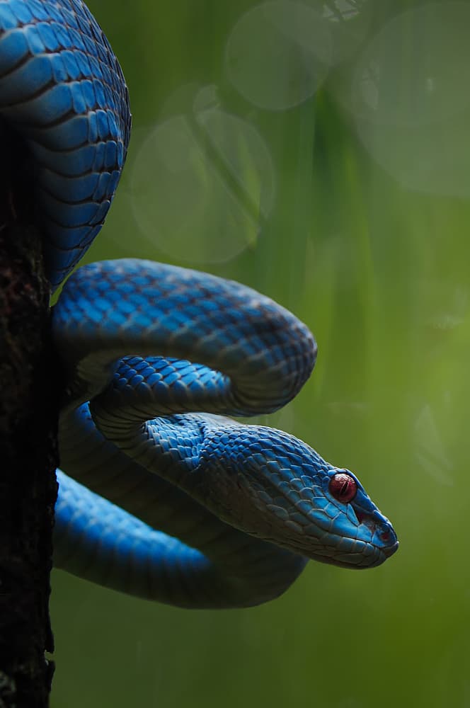 Blue Viper Red Eyes by Edy Pamungkas — canvas wall art