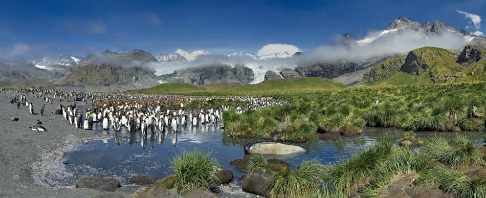 King Penguins by Mountains by Sergey Kokinskiy — canvas wall art
