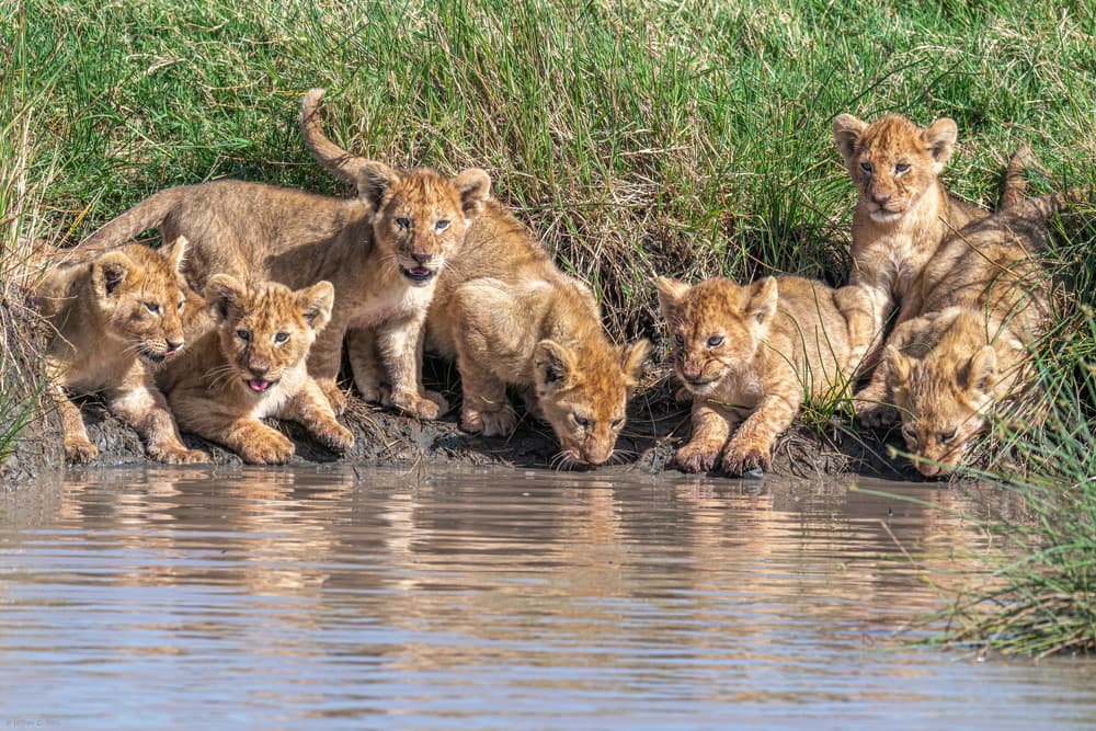 Lion Cubs at Water by Jeffrey C. Sink — canvas wall art