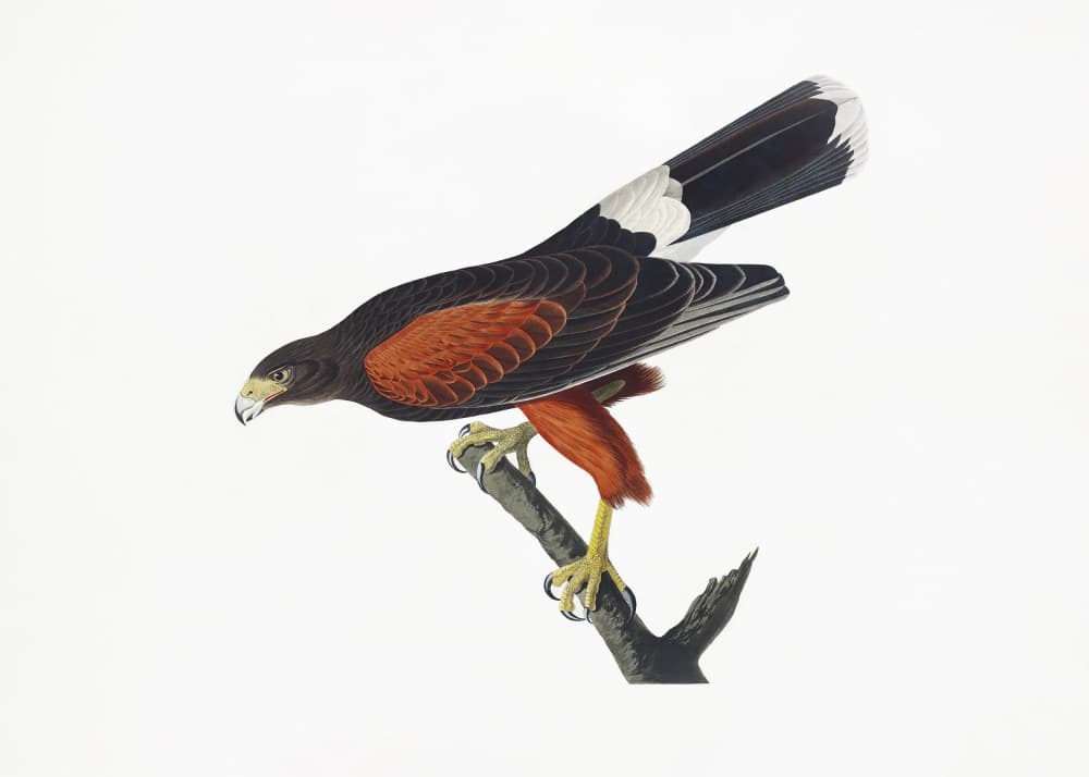 Louisiana Hawk From Birds of America (1827 by John James Audubon — canvas wall art