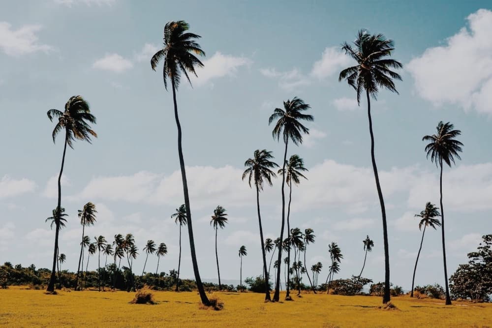 Island Palm Trees by Del Mundo Portraits — canvas wall art