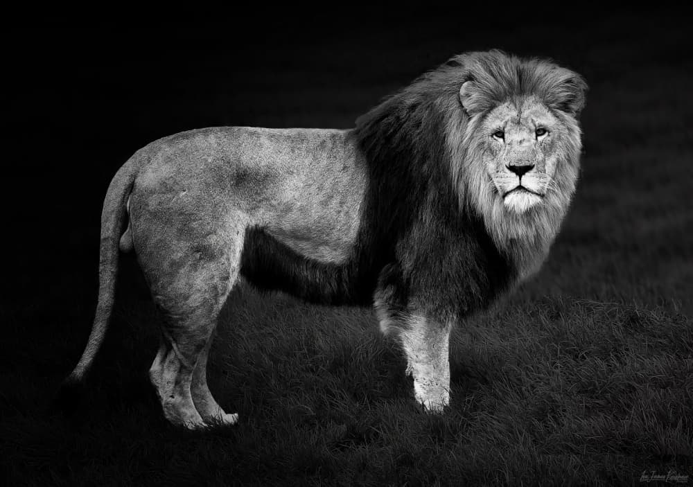Powerful Lion Gaze by Lee Kershaw — canvas wall art