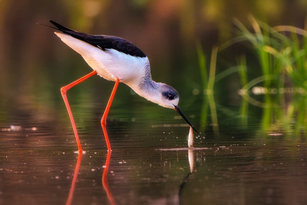 Long-Legged Stilt Fishing by Tanvir — canvas wall art