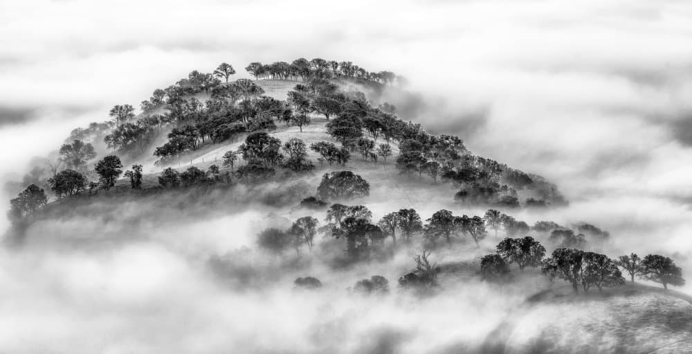 Misty Forest Hill by Jenny Qiu — canvas wall art