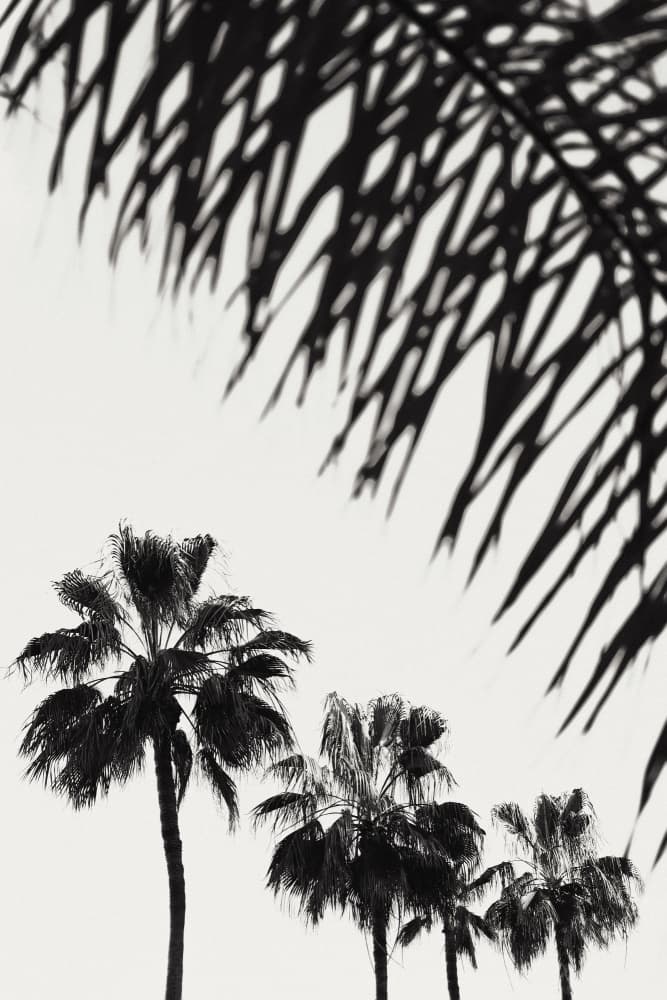 Tropical Palm Silhouettes by Pictufy Studio III — canvas wall art