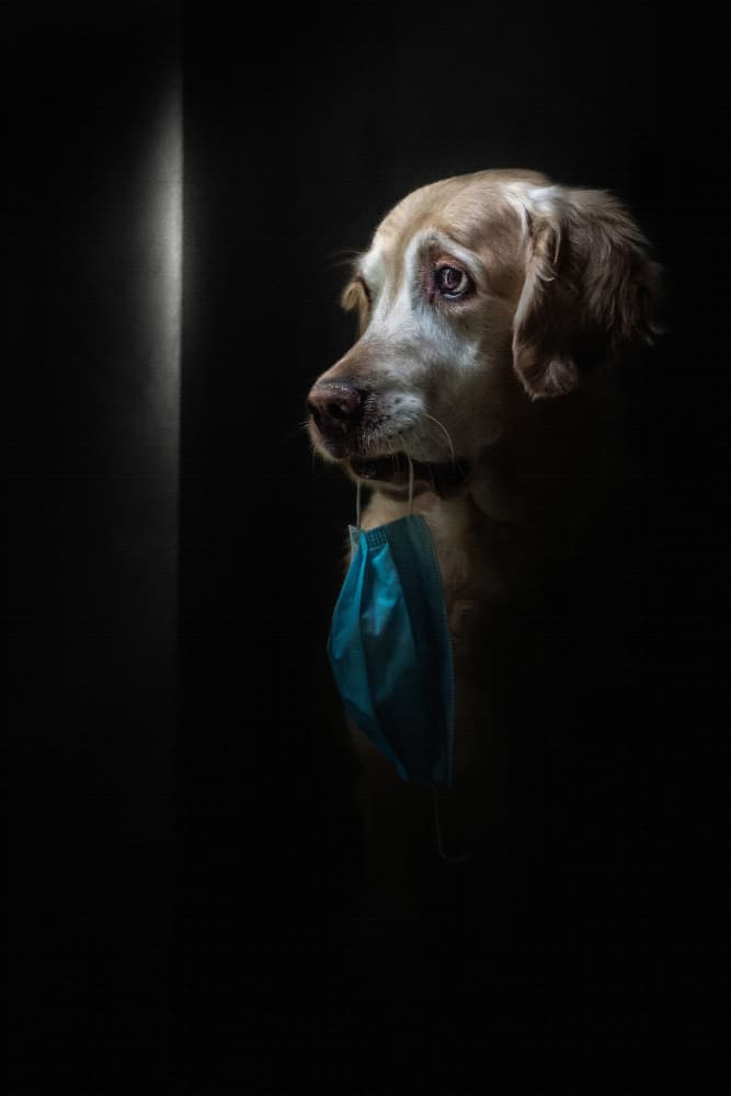 Solemn Dog With Mask by Toni Fidanza — canvas wall art
