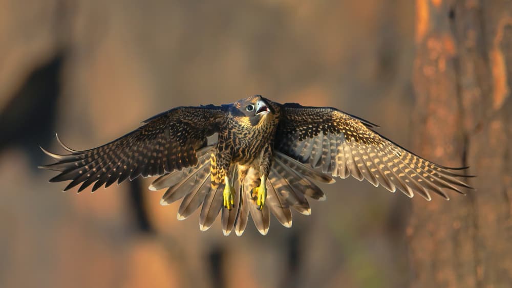 Powerful Falcon Flight by Gavin Lam — canvas wall art
