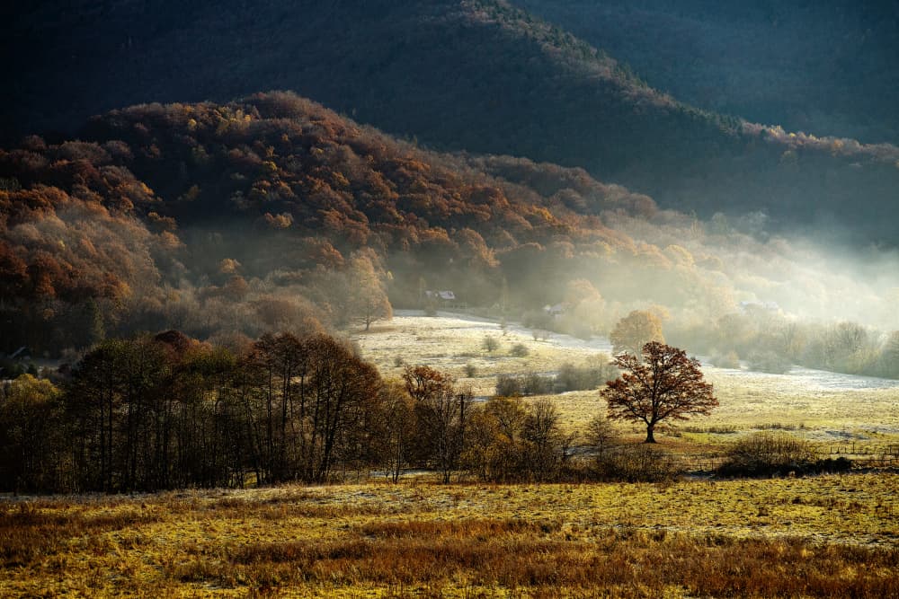 Golden Autumn Mist by Gina Buliga — canvas wall art