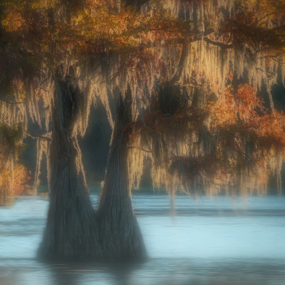 Whispers of the Bayou by Dawn X W — canvas wall art