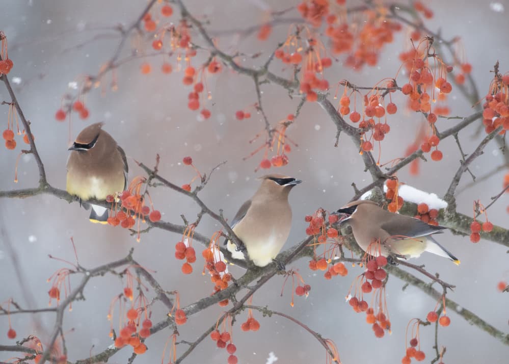 Snow, Bird and Tree by Ben Li — canvas wall art