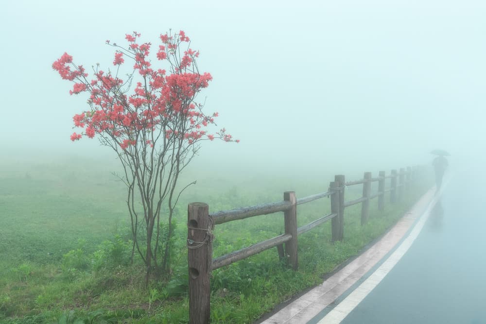 Red Tree Misty Road by Mei Xu — canvas wall art