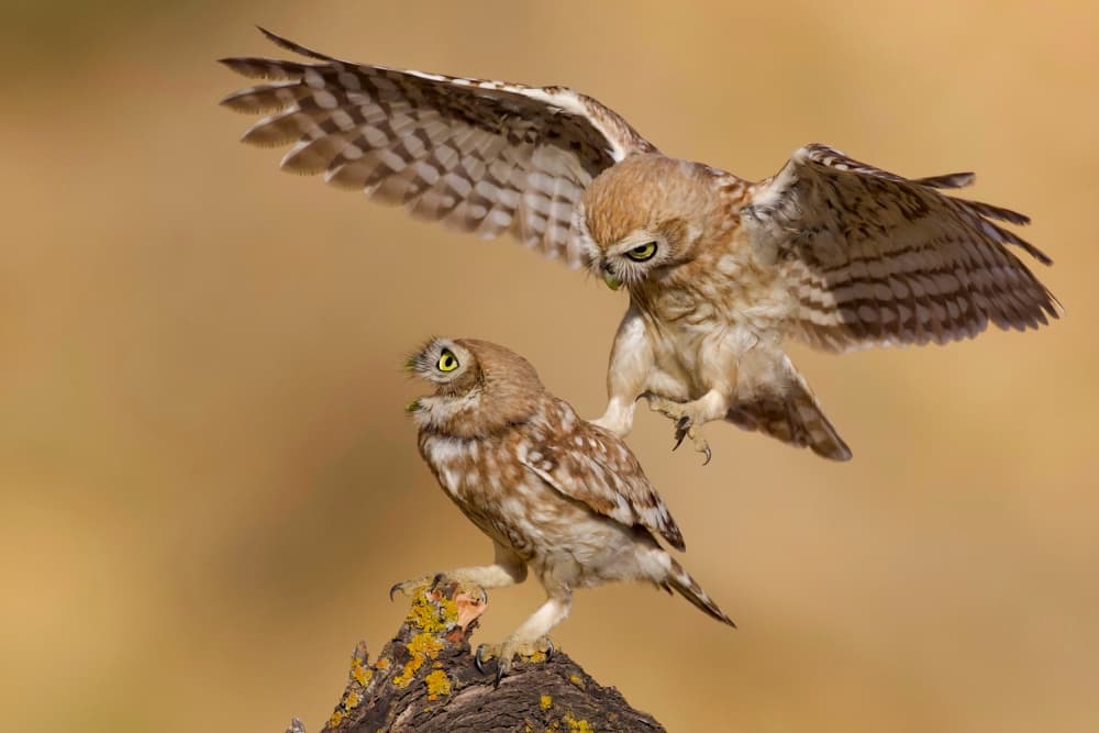 Little Owls Landing Moment by David Manusevich — canvas wall art