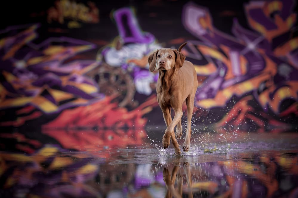 Vizsla Splash on Graffiti by Heike Willers — canvas wall art