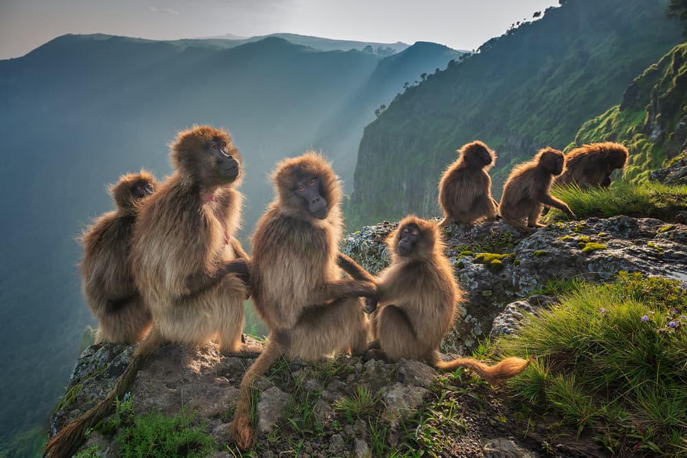 Gelada Family Mountain Home by Luigi Ruoppolo — canvas wall art