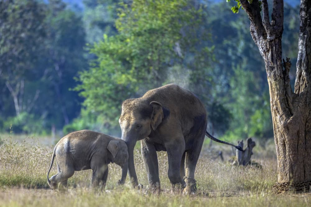 Mother and Baby Elephants by Lokesh Kumar Rastogi — canvas wall art