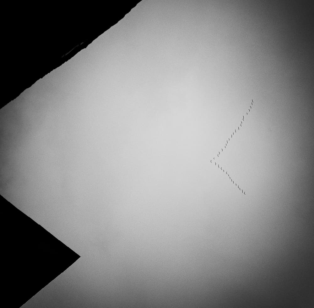 Graceful V Formation by Jürgen Hartlieb — canvas wall art