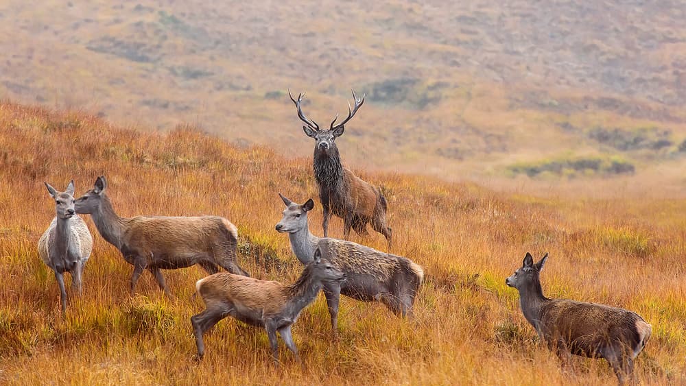 Majestic Red Deer Family by Luigi Ruoppolo — canvas wall art