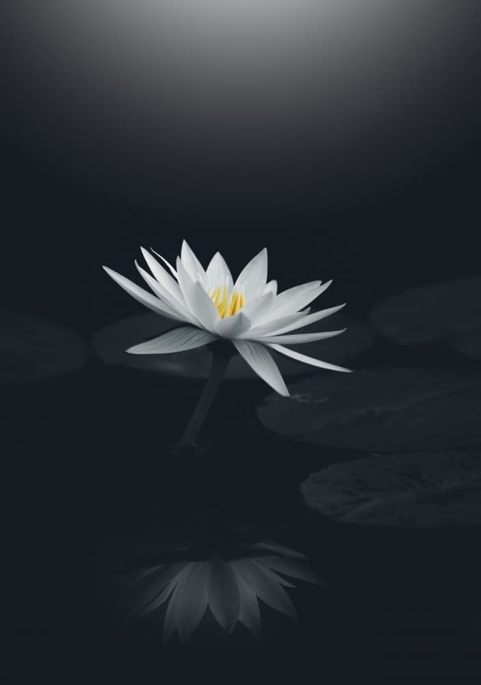 White Lotus Reflection by Takashi Suzuki — canvas wall art