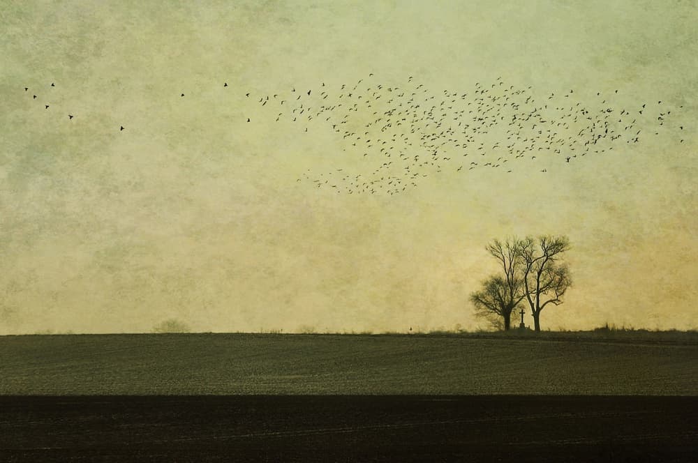 Quiet Field Bird Flock by Nicoleta Gabor — canvas wall art