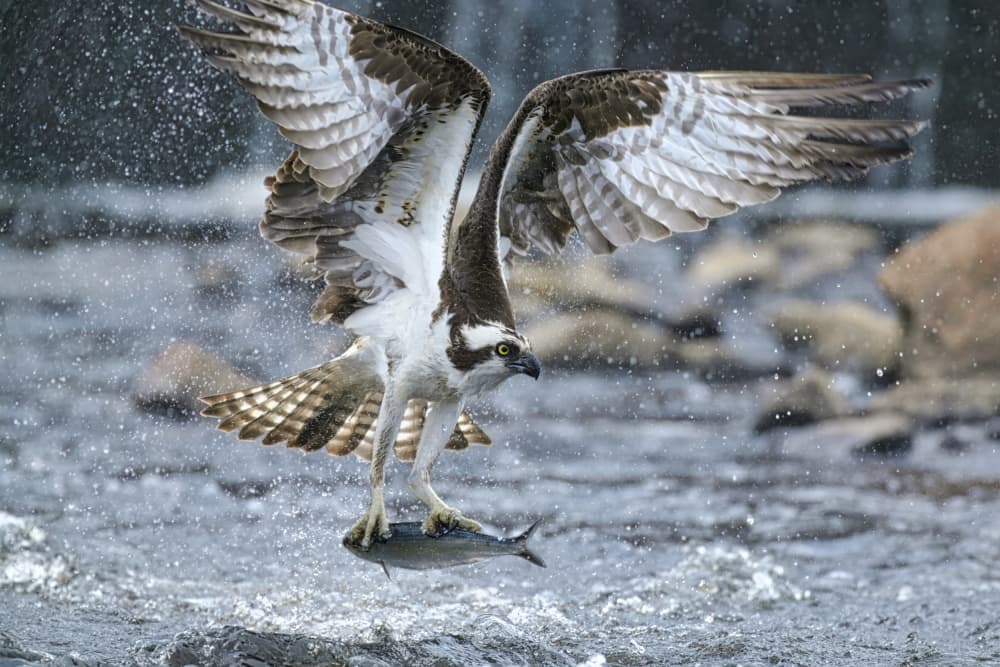 Osprey Catches Fish by Gavin Lam — canvas wall art
