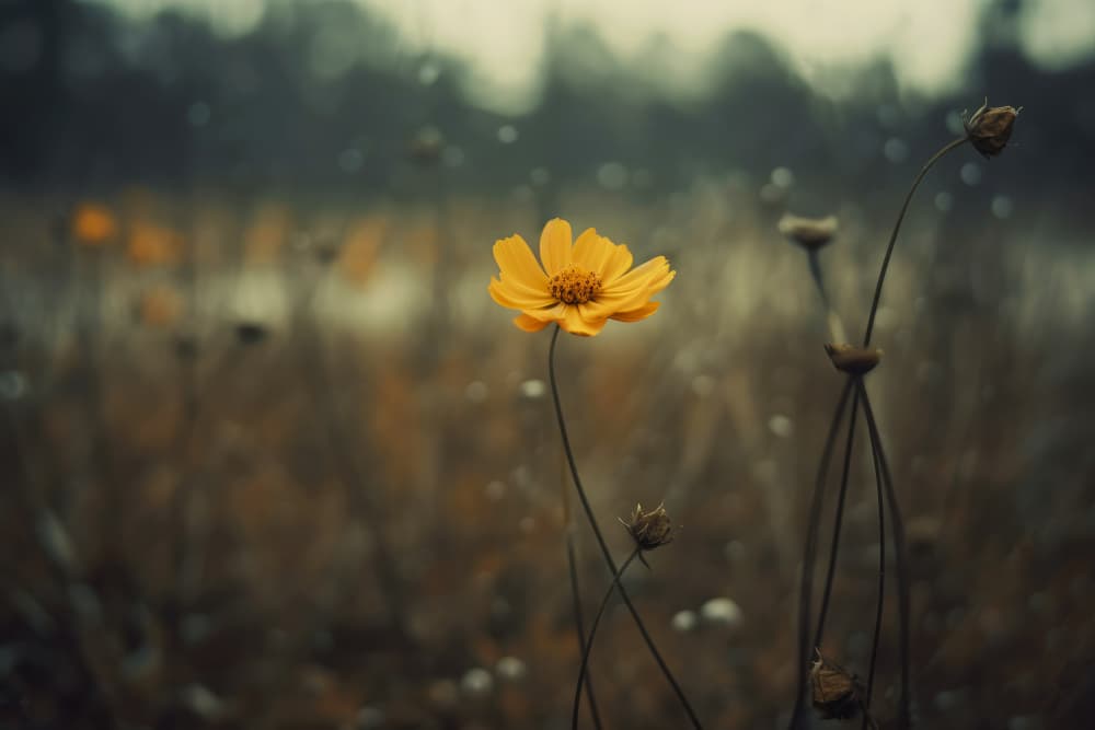 Solitary Bloomers by Treechild — canvas wall art
