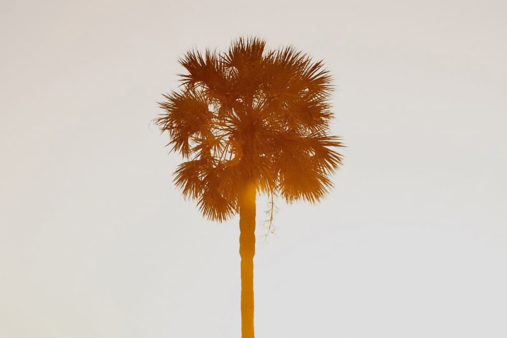 Golden Palm Silhouette by Del Mundo Imagery — canvas wall art