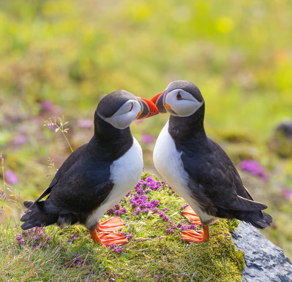 Puffin Pair by Yanny Liu — canvas wall art