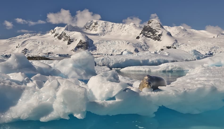 Antarctic Seal on Ice by Sergey Kokinskiy — canvas wall art