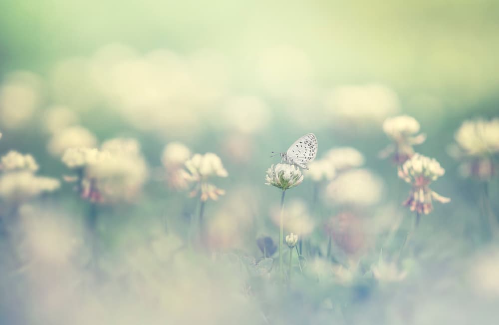 Dreamy Clover Butterfly by Takashi Suzuki — canvas wall art