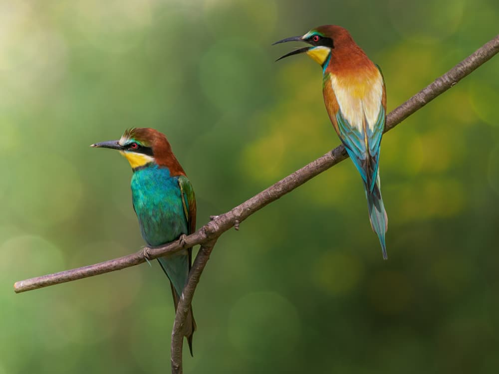 Vibrant Bee-eaters Perched by Cristiano Giani — canvas wall art