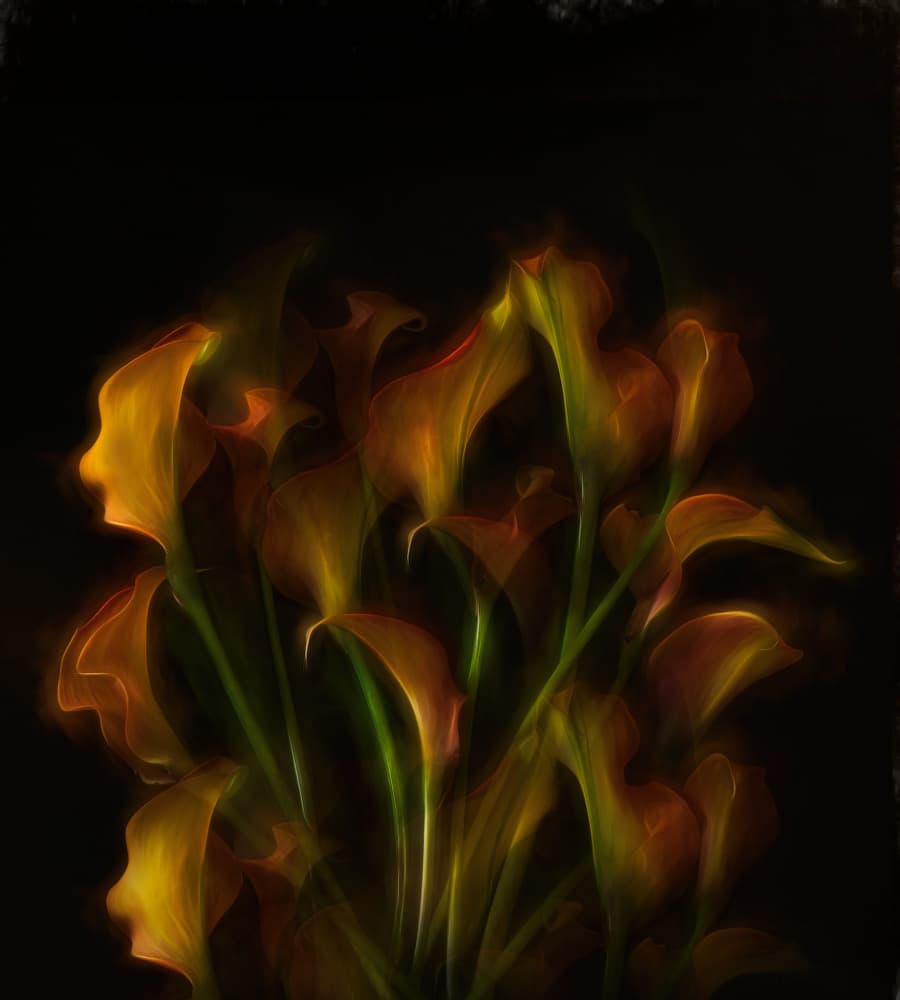 Glowing Calla Lilies by Saskia Dingemans — canvas wall art