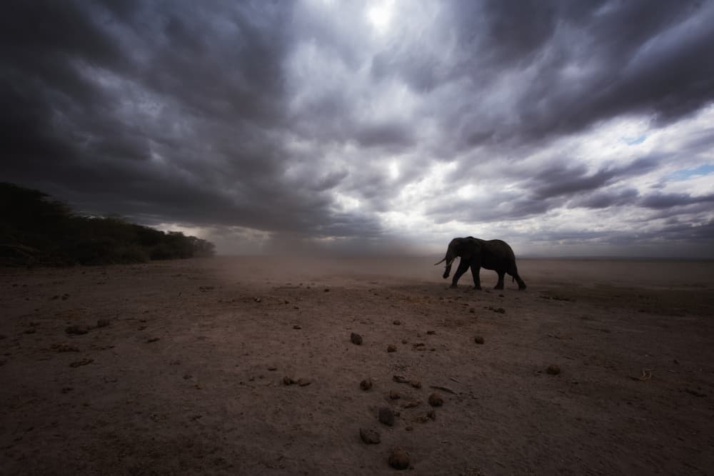 African Elephant Storm Clouds by swapnil deshpande — canvas wall art