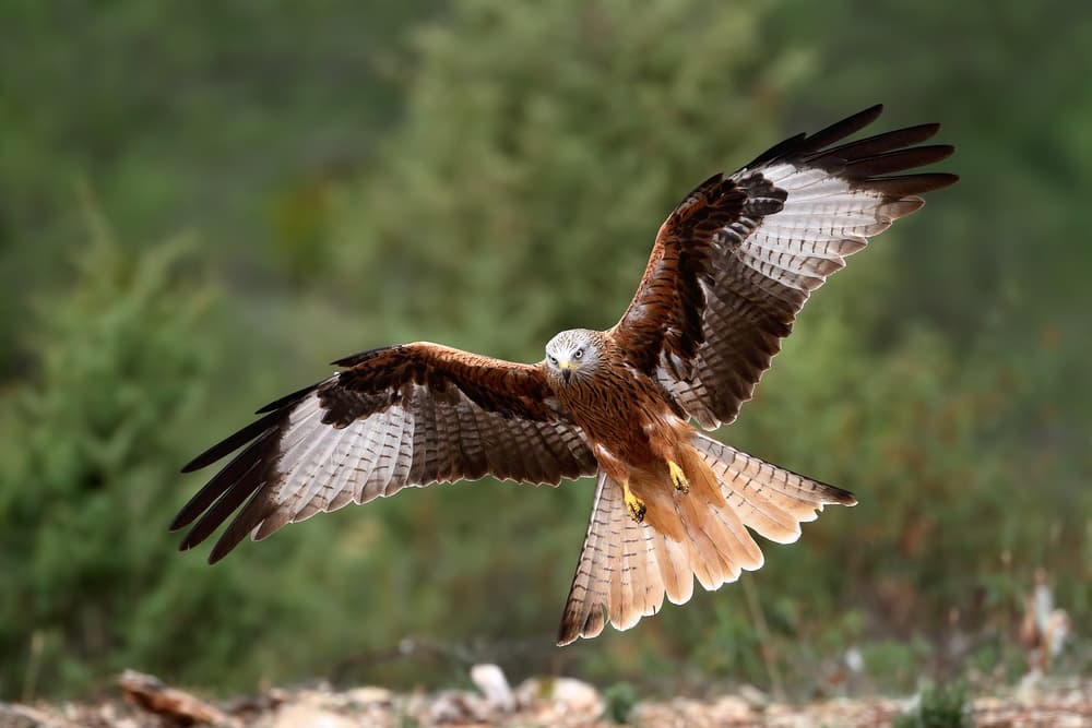 Red Kite in Flight by Nicolás Merino — canvas wall art