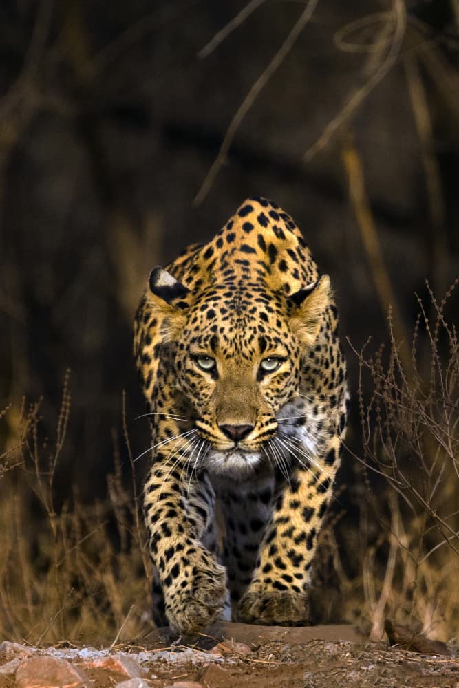 Intense Leopard Stare by Lokesh Kumar Rastogi — canvas wall art