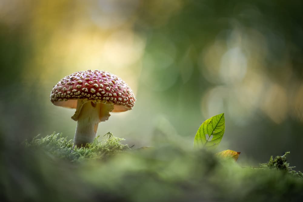 Enchanted Woodland Mushroom by Ulrike Eisenmann — canvas wall art