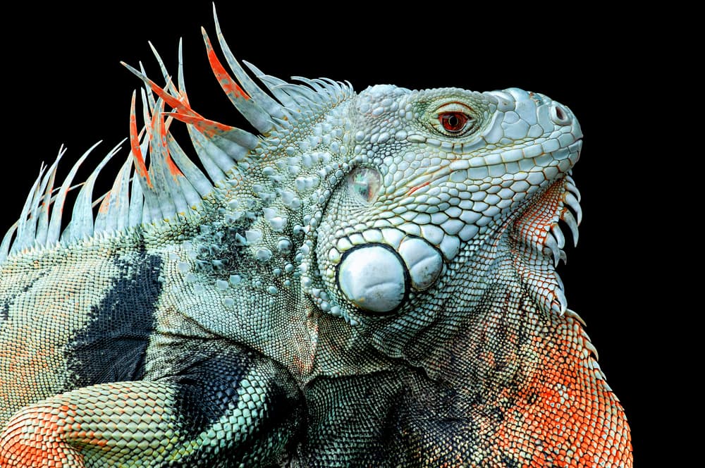 Vibrant Iguana Portrait by Edy Pamungkas — canvas wall art