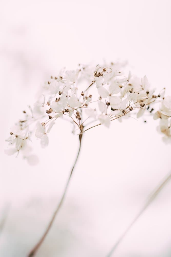 Soft dried flower_pink by Pictufy Studio III — canvas wall art