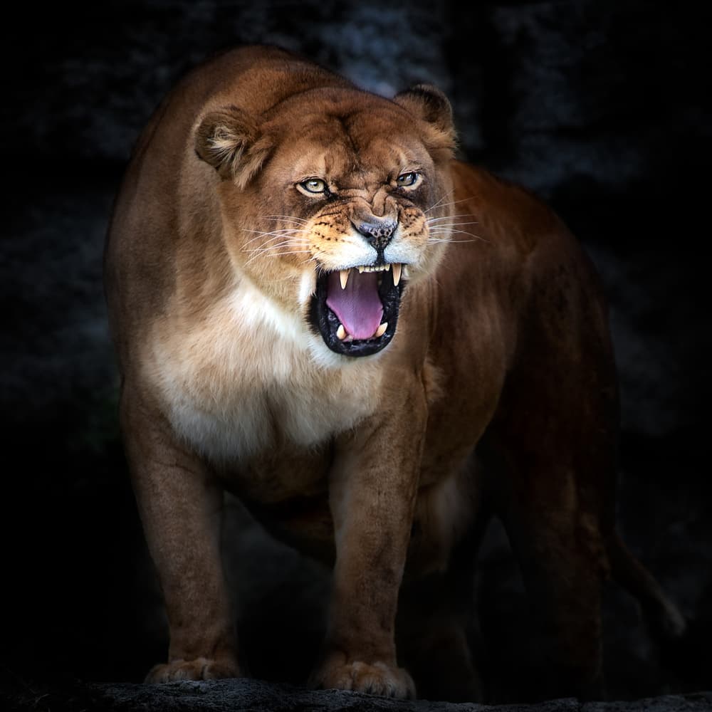 Fierce Lioness Roar by Santiago Pascual Buye — canvas wall art