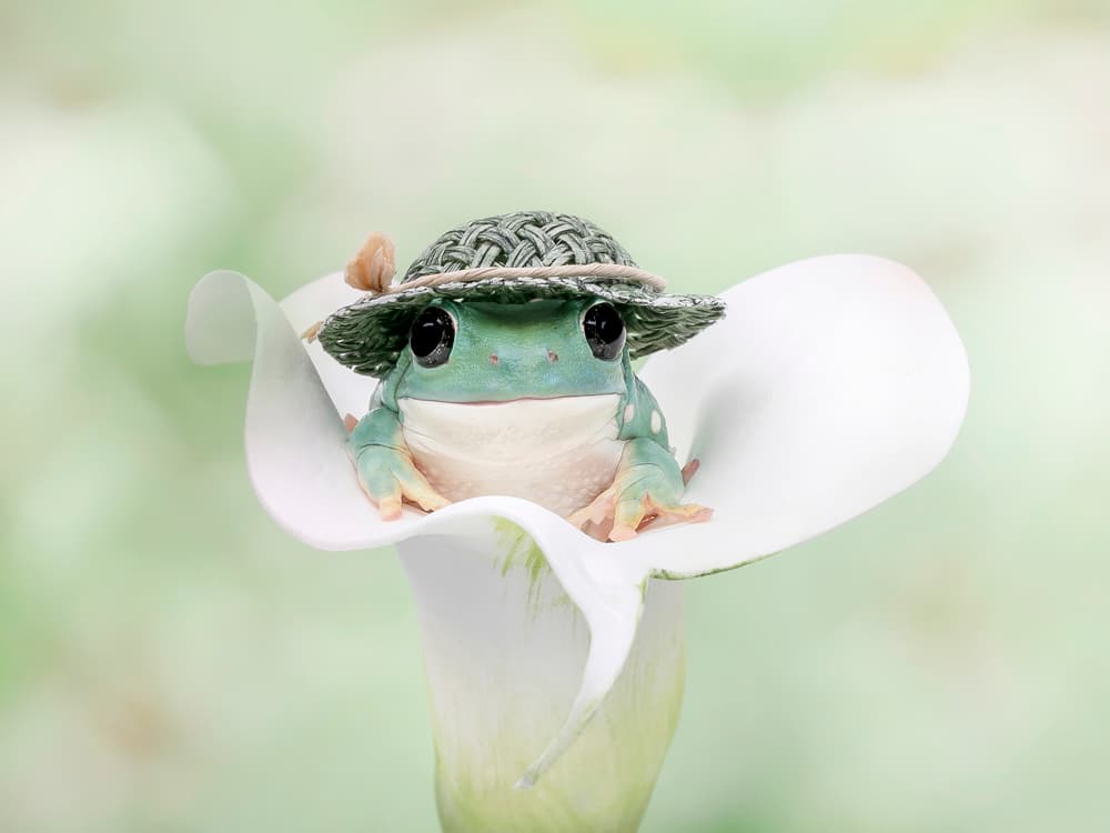 Whimsical Frog In Hat by Linda D Lester — canvas wall art