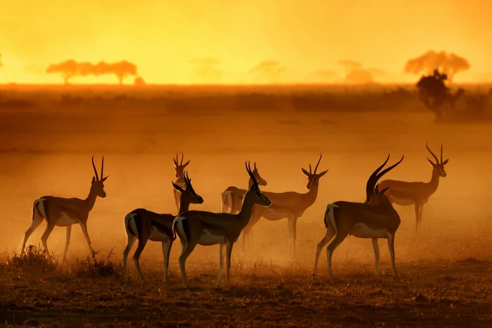 Savanna Sunset Gazelles by Mathilde Guillemot — canvas wall art