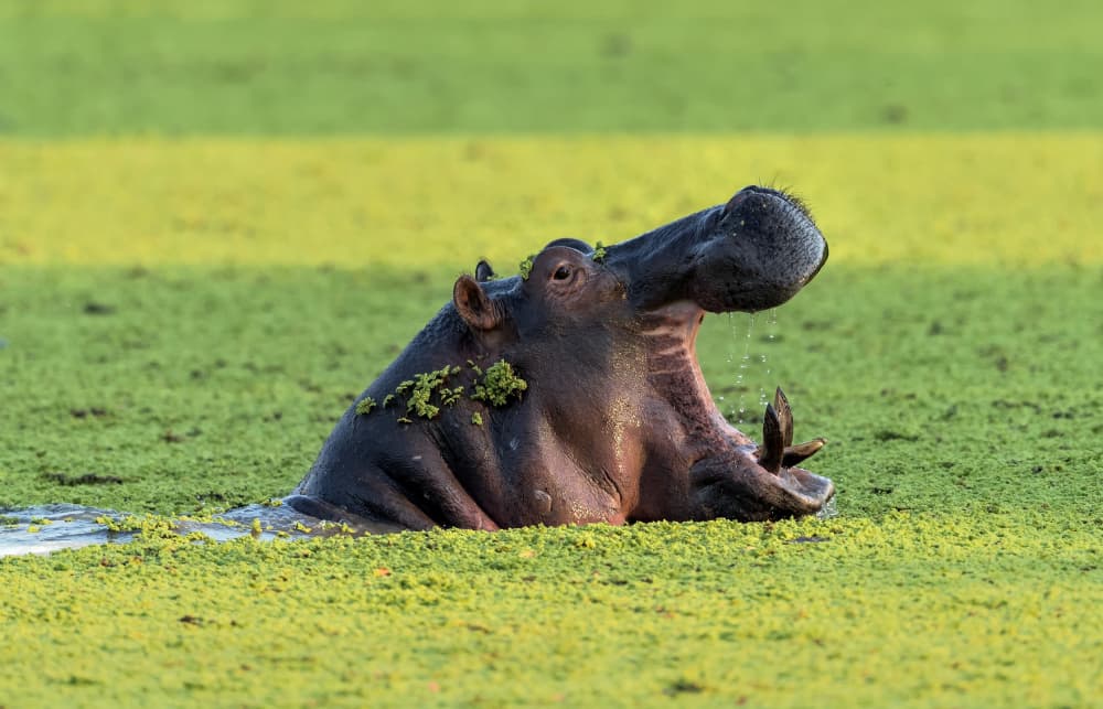 Wild Hippo Yawn by Giuseppe DAmico — canvas wall art