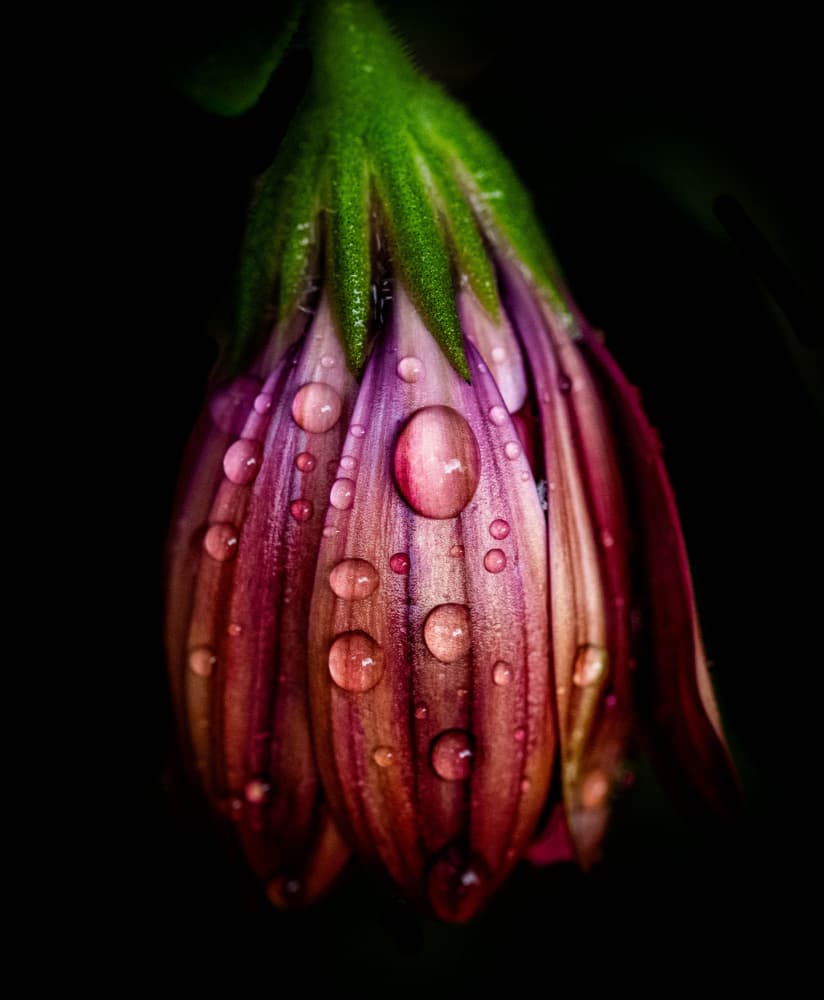 Dewy Purple Bloom by Danny Mendoza — canvas wall art