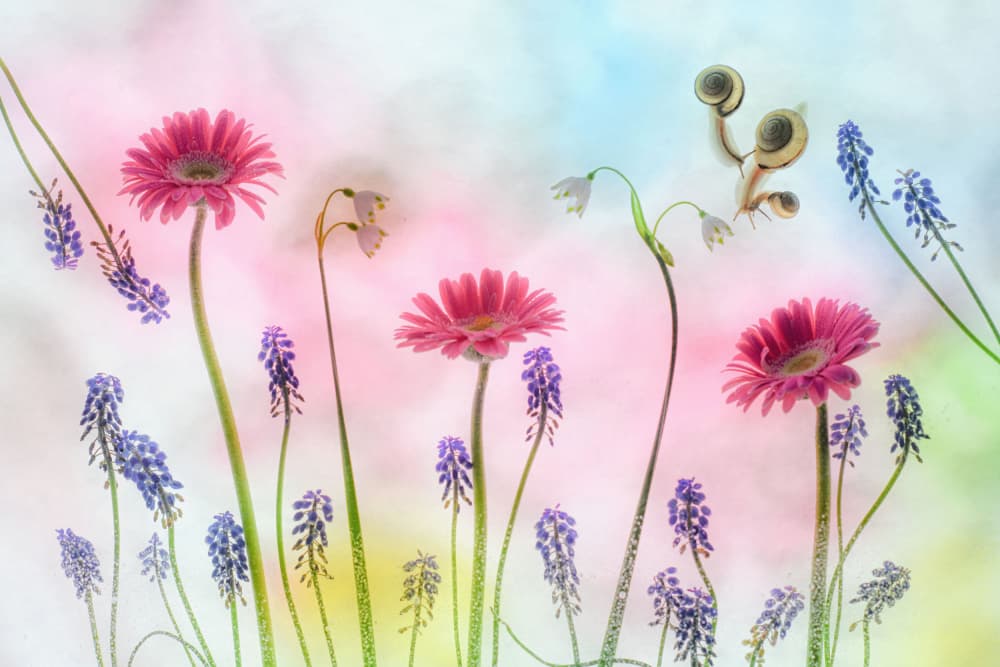 Dreamy Spring Garden by Miharu † — canvas wall art