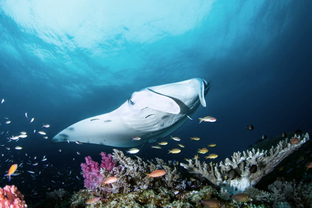 Manta Ray Over Reef by Cédric Péneau — canvas wall art